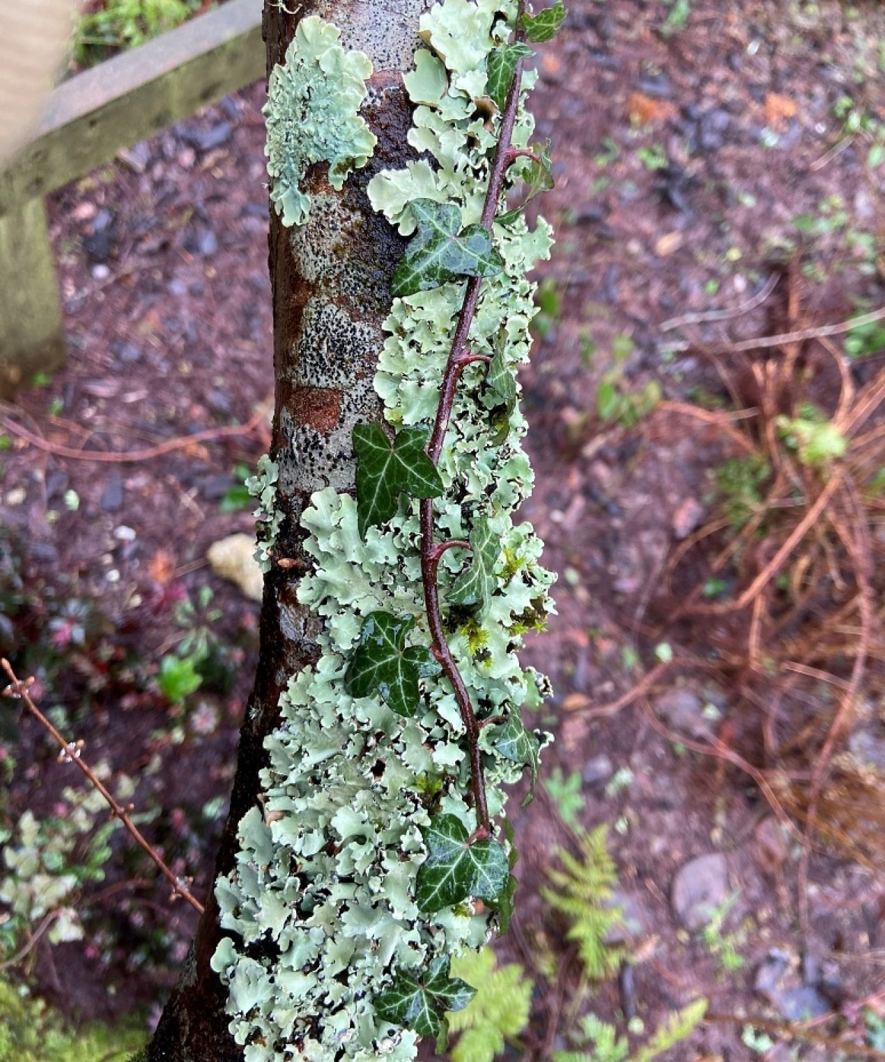 Dating lichens