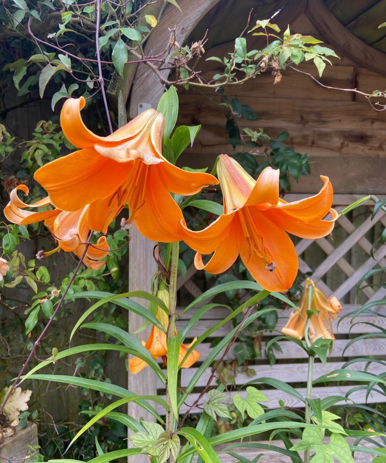 Growing lilies in pots