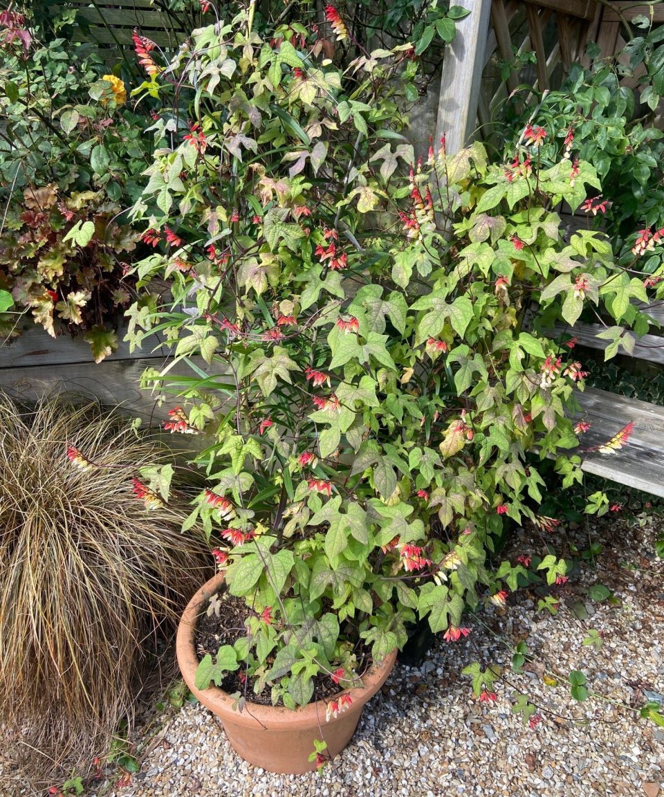 Growing lilies in pots