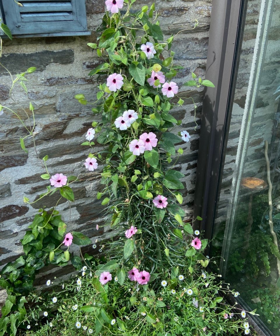 Growing lilies in pots