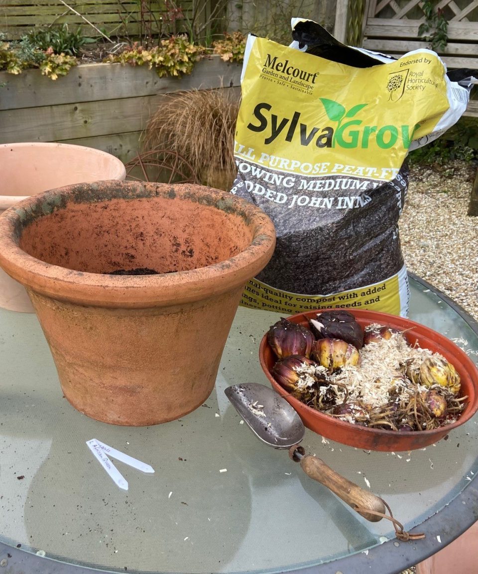 Growing lilies in pots