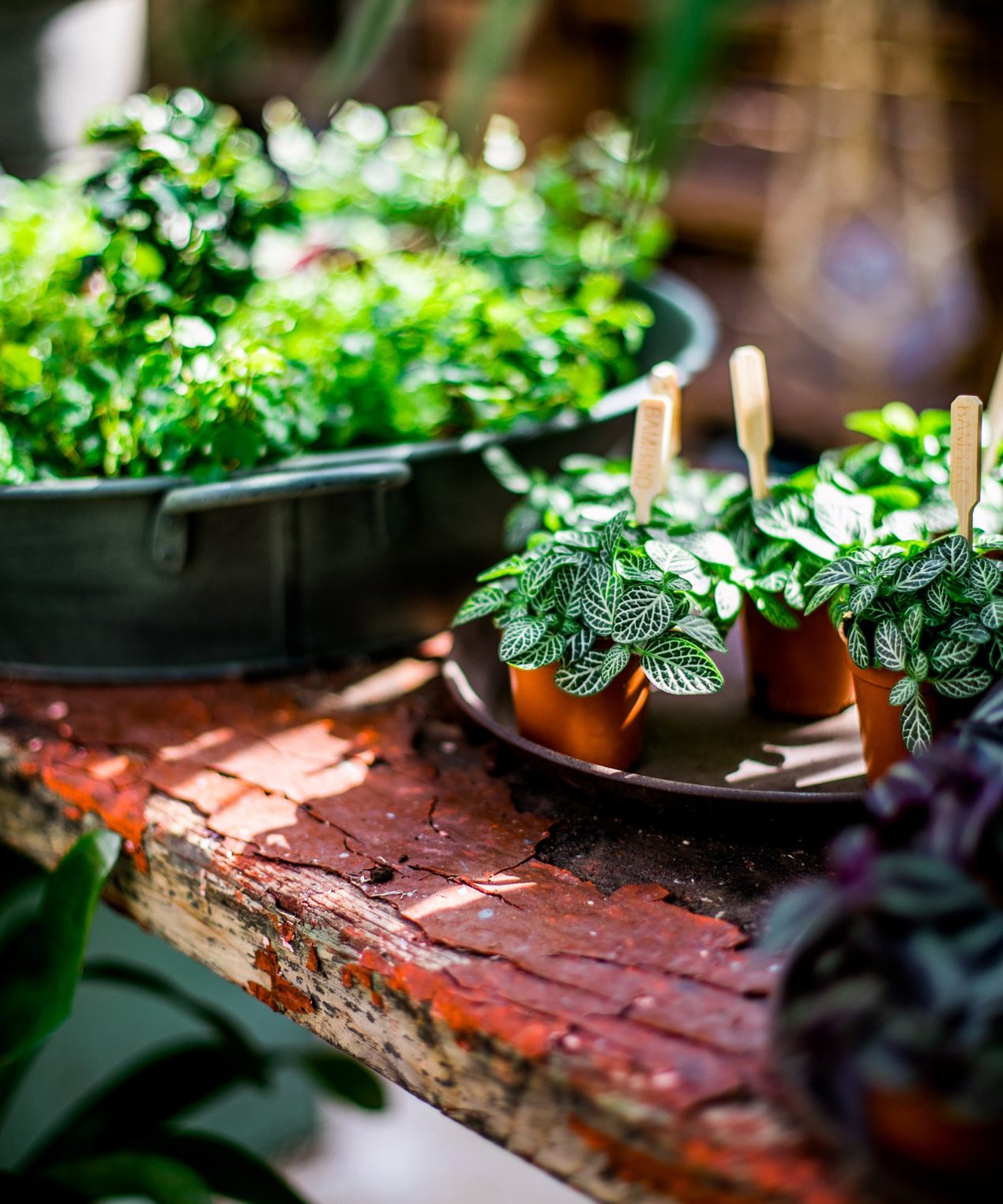 Our Houseplant Collection