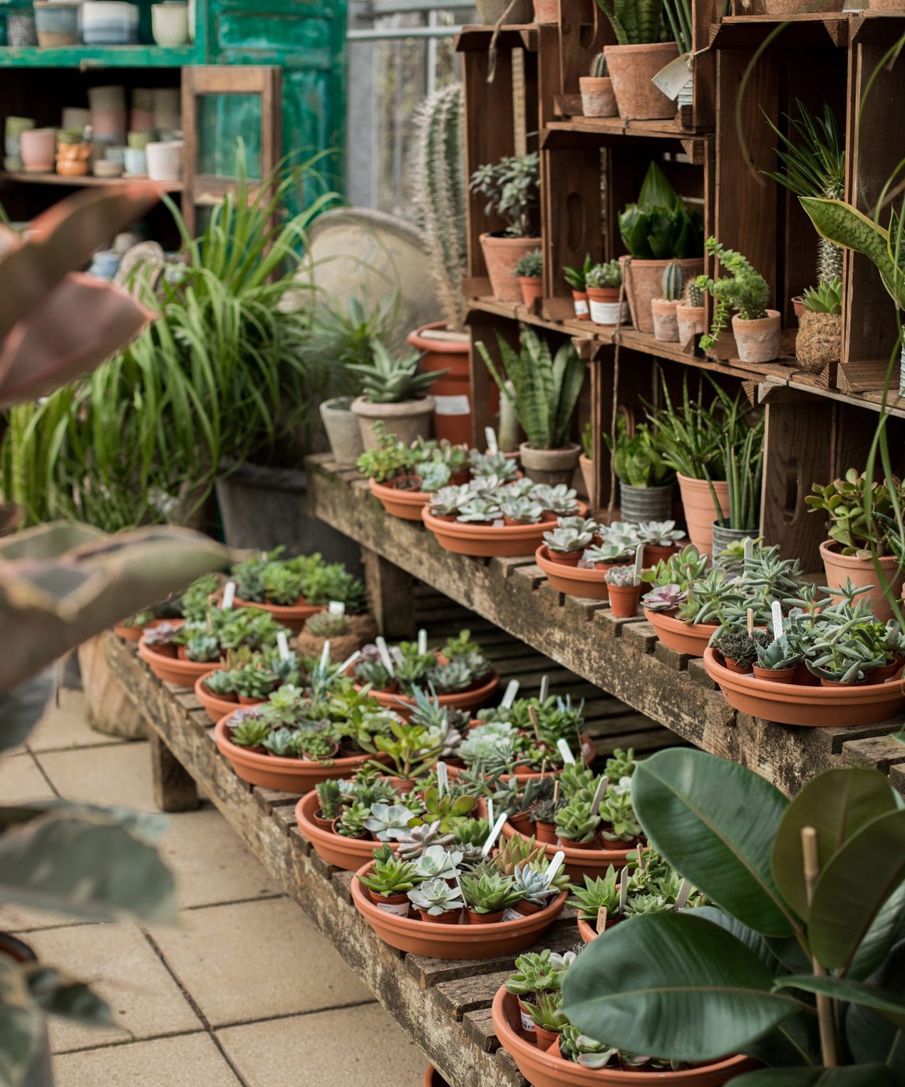 Our Houseplant Collection