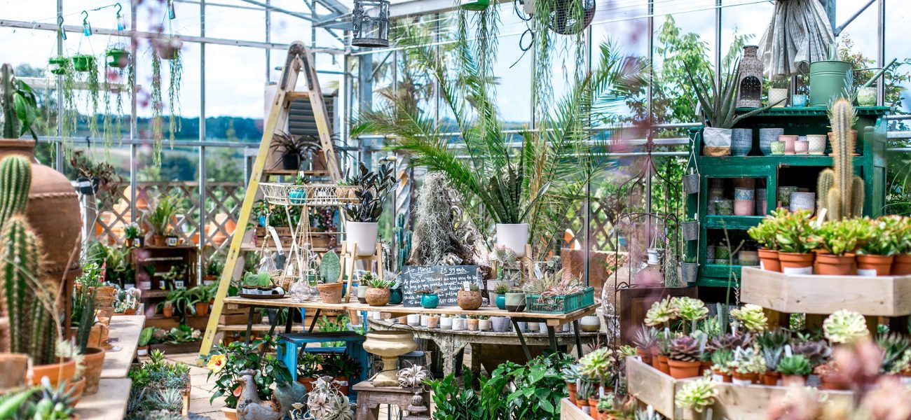 Houseplants inside a large greenhouse on tables and a ladder.