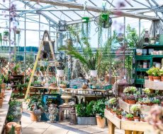 Houseplants inside a large greenhouse on tables and a ladder.