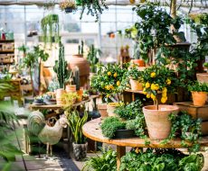 Citrus trees on a round table inside the Duchy Nursery glasshouse.