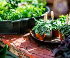 Miniature potted plants on a flaking wooden shelf inside the glasshouse.