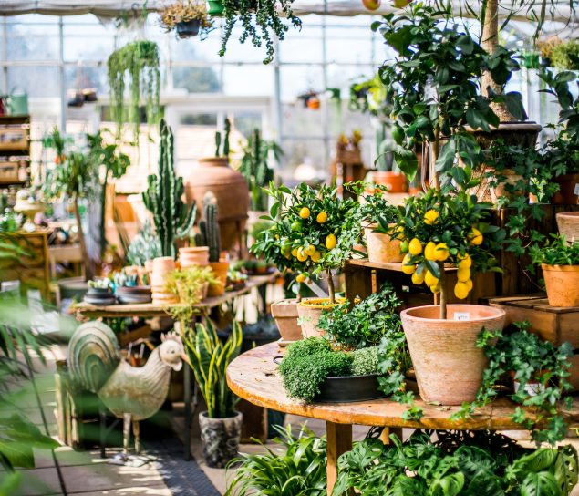 Citrus trees on a round table inside the Duchy Nursery glasshouse.