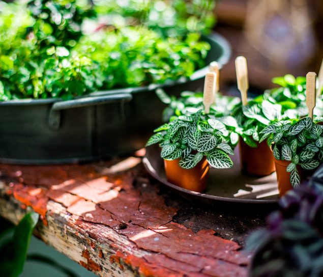 Miniature potted plants on a flaking wooden shelf inside the glasshouse.