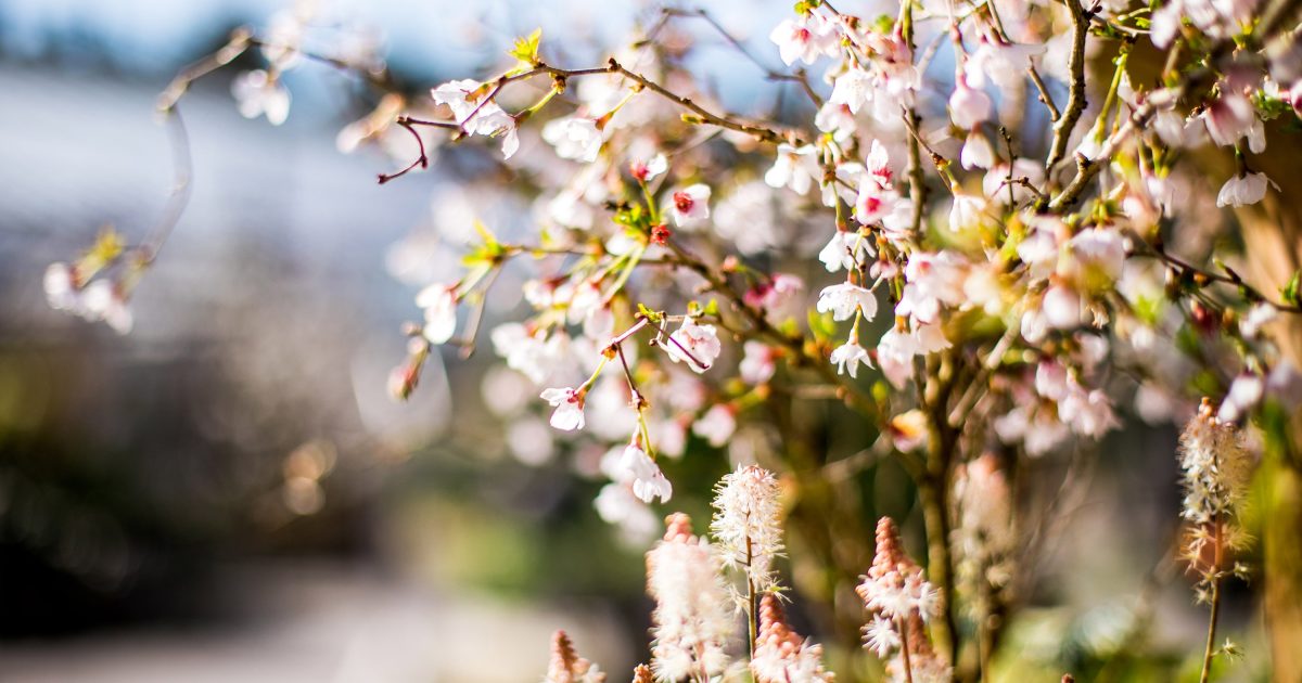 Duchy of Cornwall Nursery in Lostwithiel
