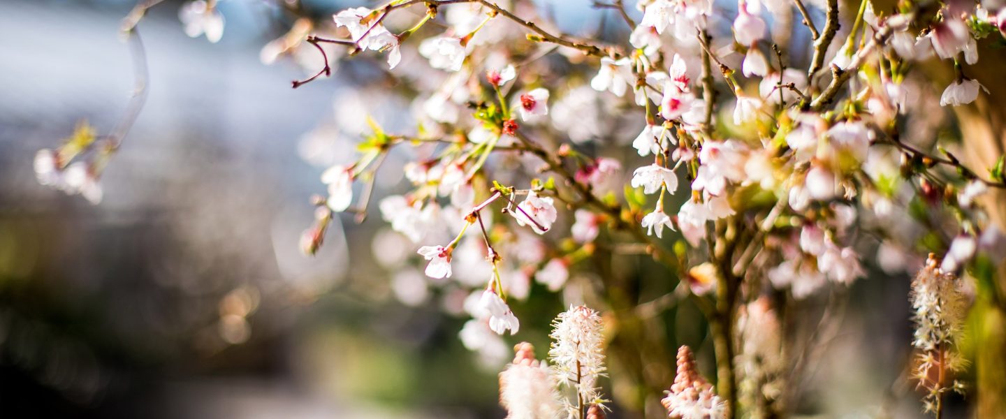 Pale pink spring blossom growing on a tree at the Duchy of Cornwall Nursery.