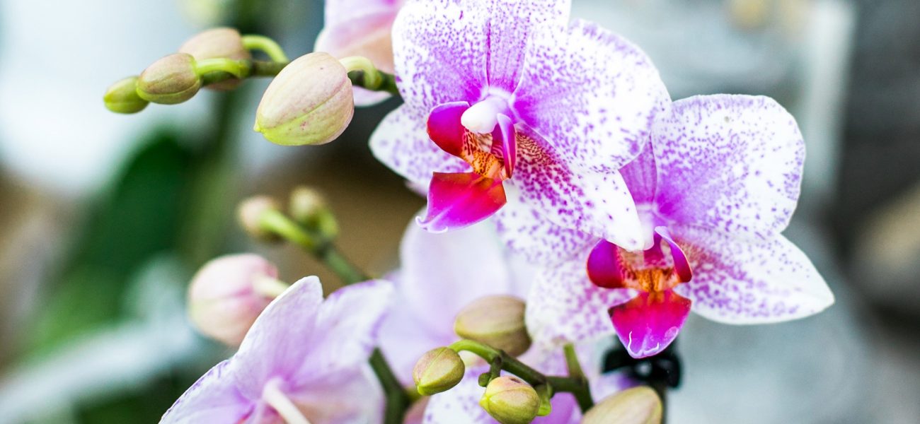 Close-up of pink orchids at the Duchy of Cornwall Nursery.