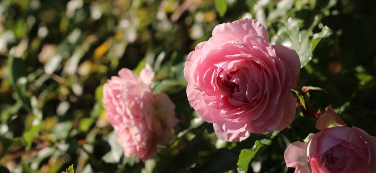 Close-up of three pink roses growing at the Duchy of Cornwall Nursery.