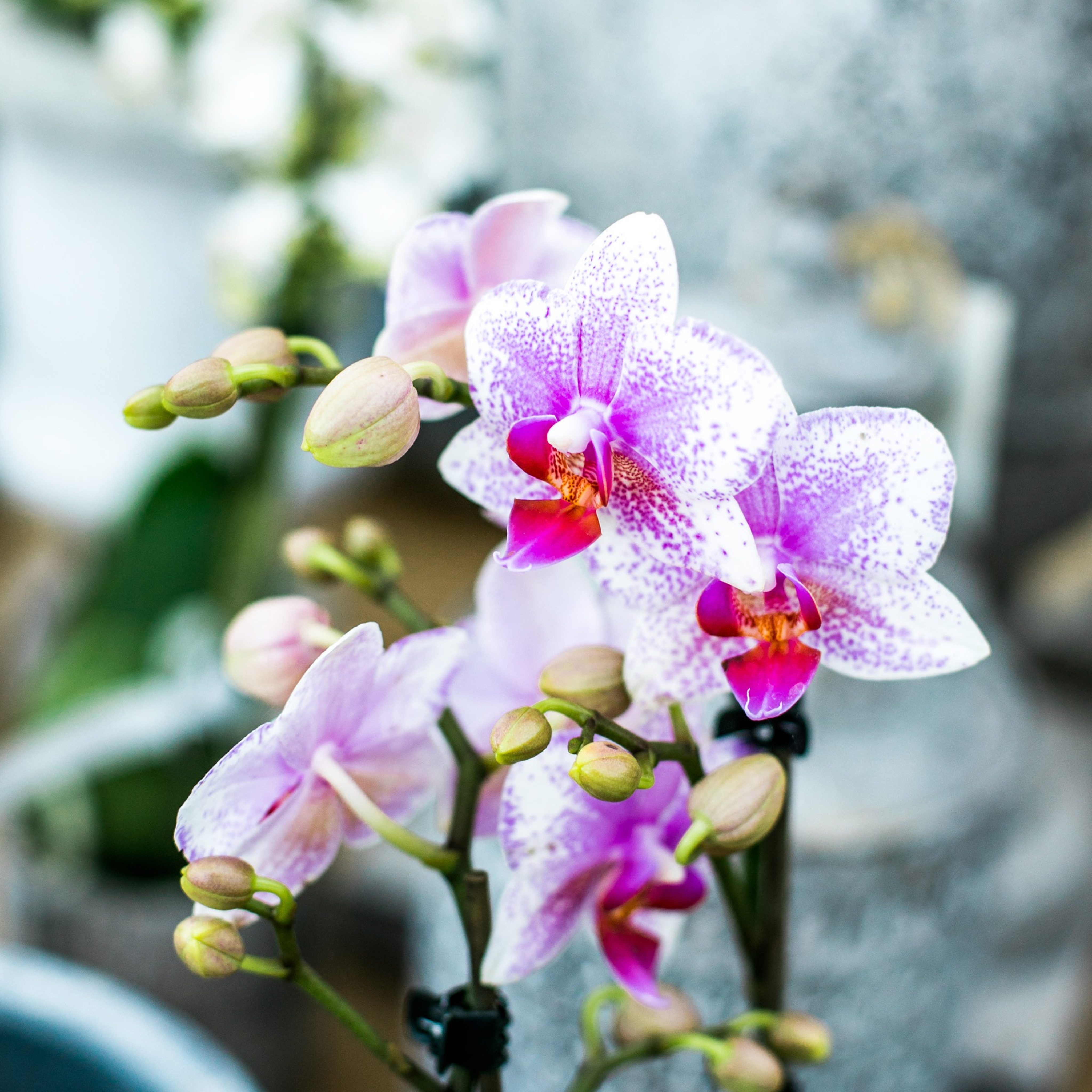 A Guide to Orchids