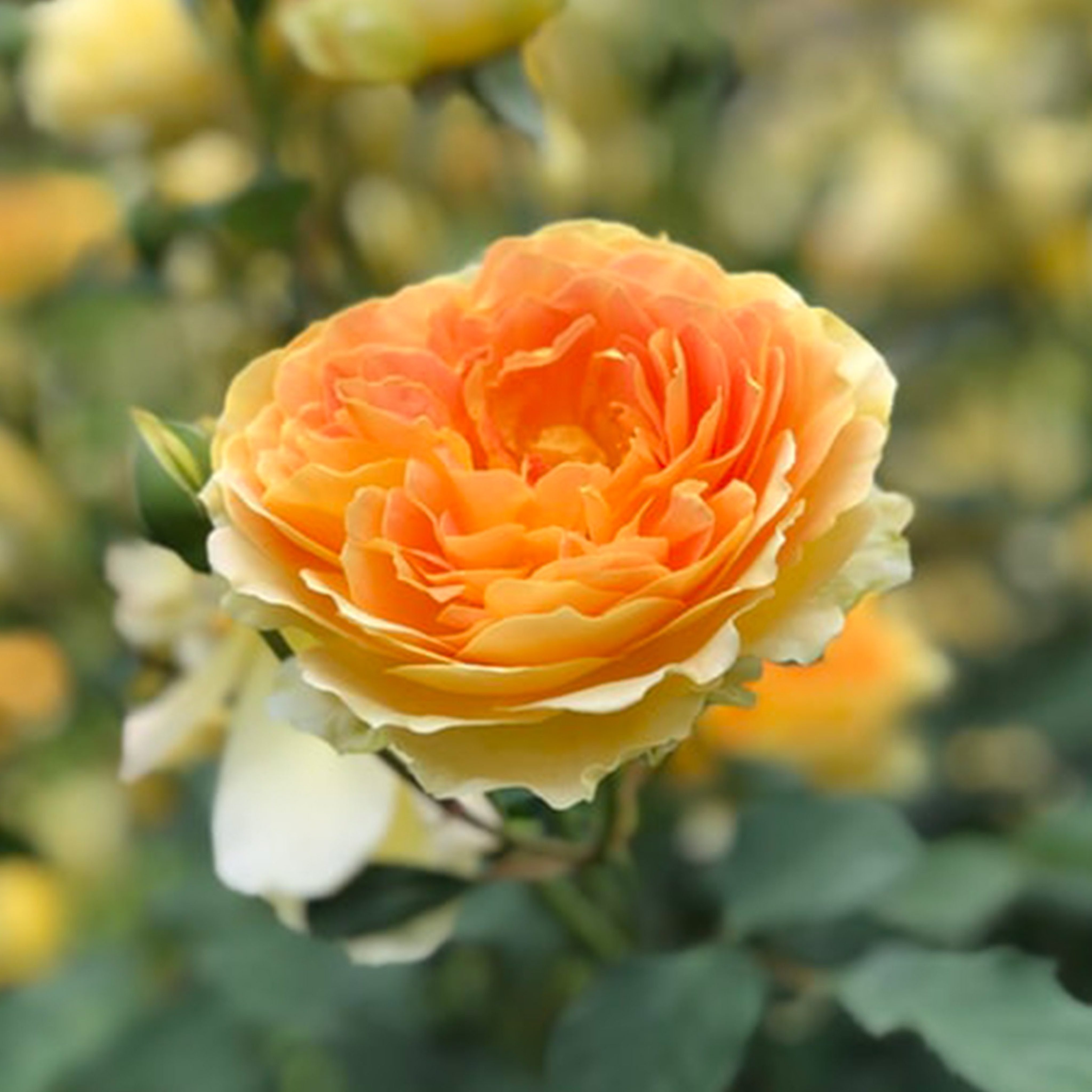 Roses For Roses For