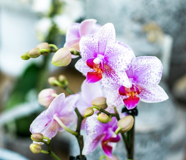 Close-up of pink orchids at the Duchy of Cornwall Nursery.