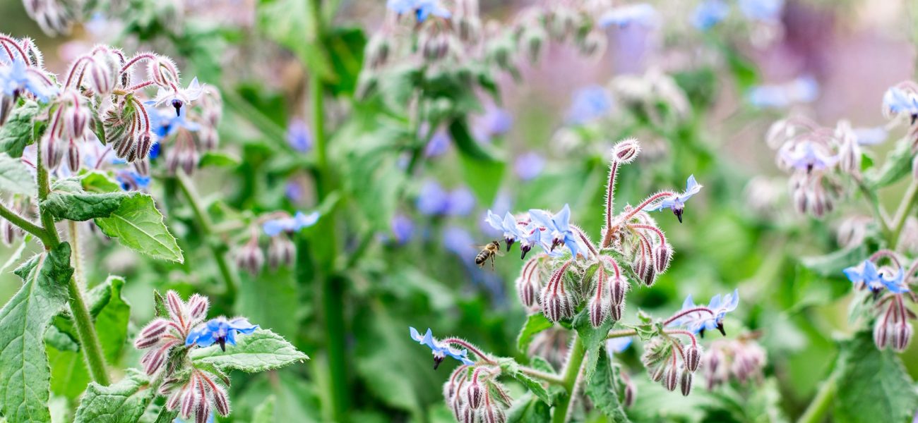 Bees feeding on wildflowers at the Duchy of Cornwall Nursery near Lostwithiel.