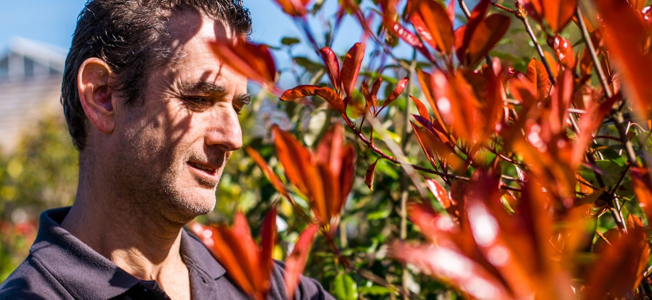 Rob Crowle, the Duchy Nursery's longest-standing staff member, tending to red flowers.