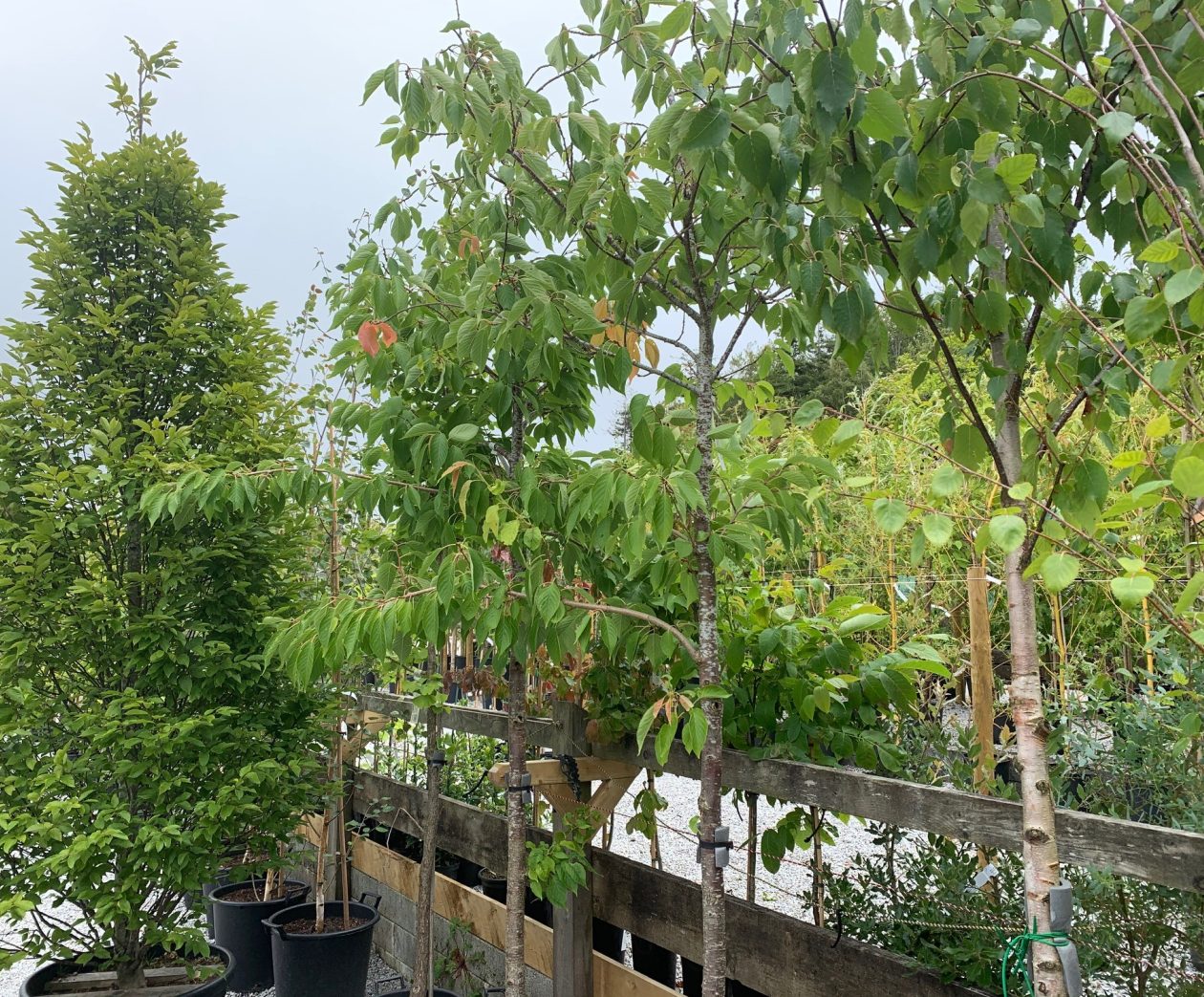 Duchy plant nursery & garden centre in Cornwall