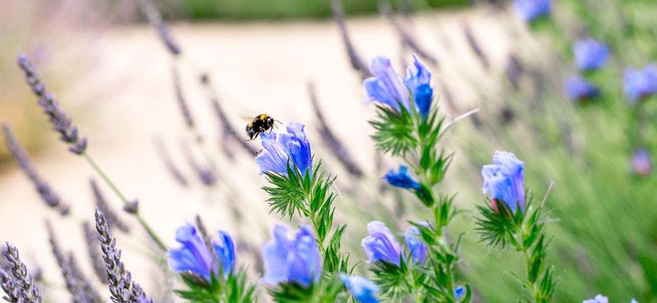 Bumblebee on a blue flower in a wild garden.