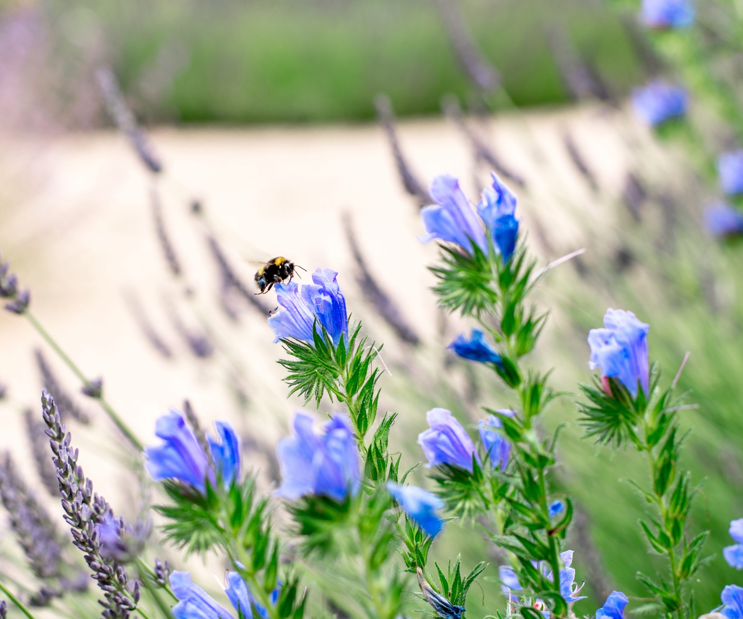 Bumblebee on a blue flower in a wild garden.