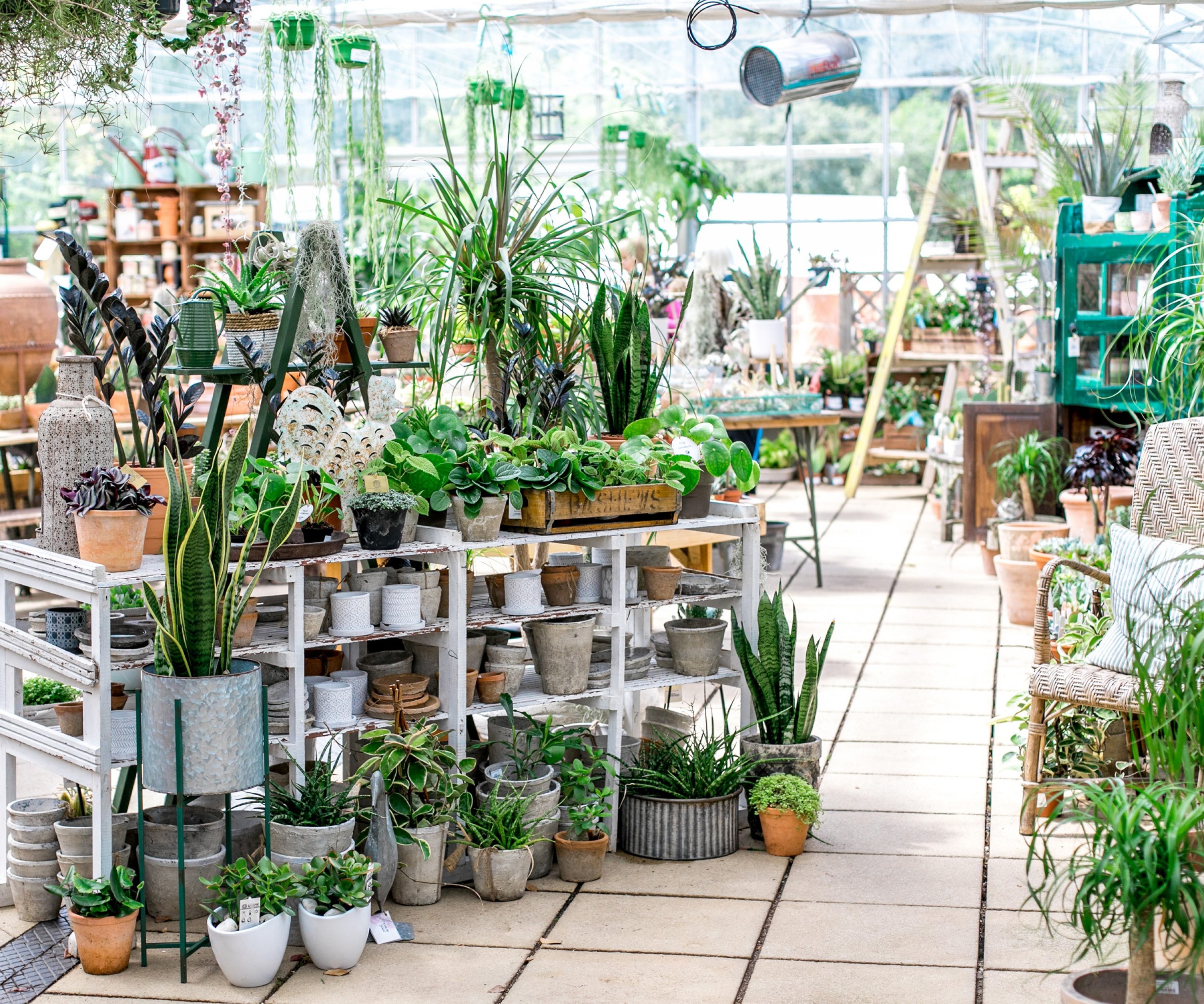 Bright indoor area with a collection of indoor plants at the Duchy nursery.