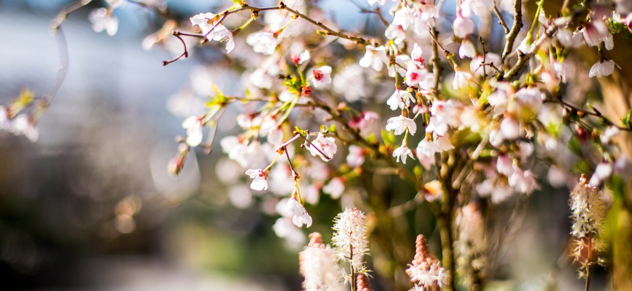 Pink blossom on a tree at the Duchy of Cornwall nursery.