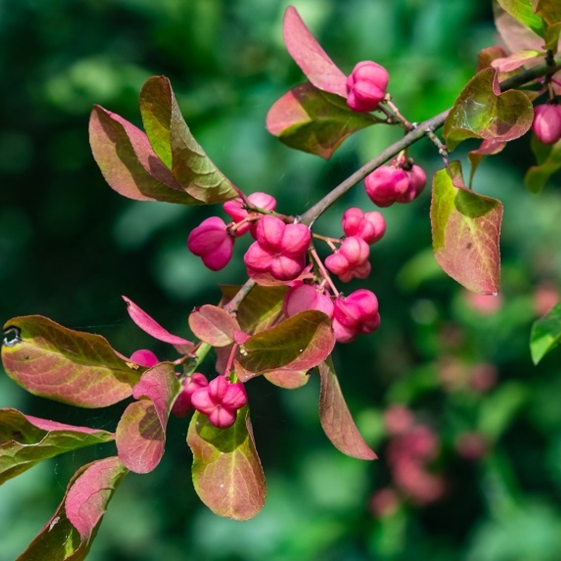 Euonymus Europaeus Euonymus Europaeus