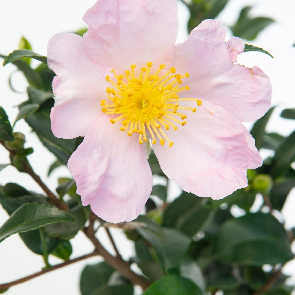 Camellia Maiden&rsquo;s Blush