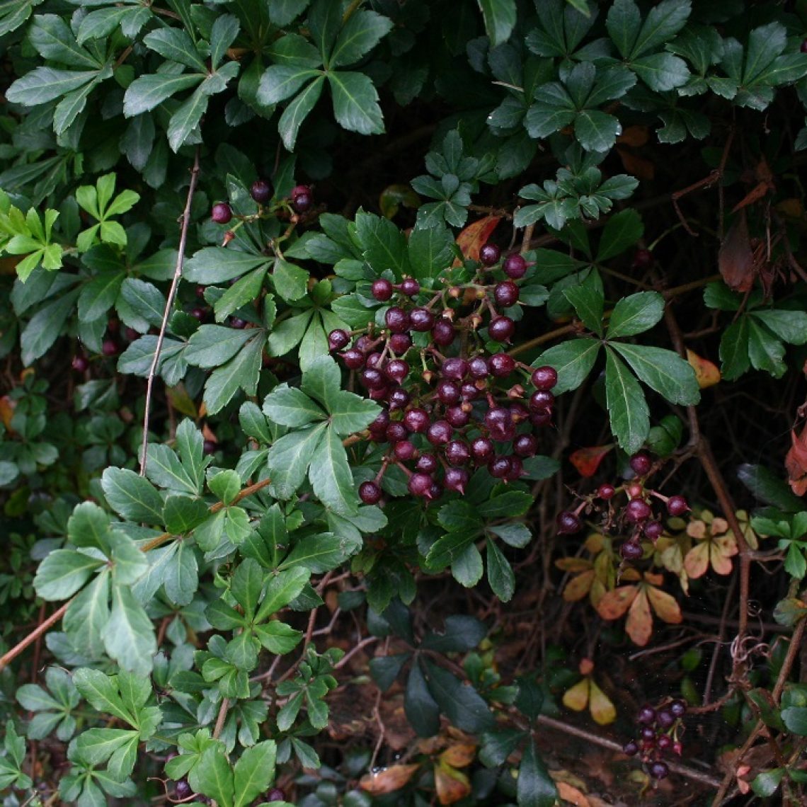 Cissus striata