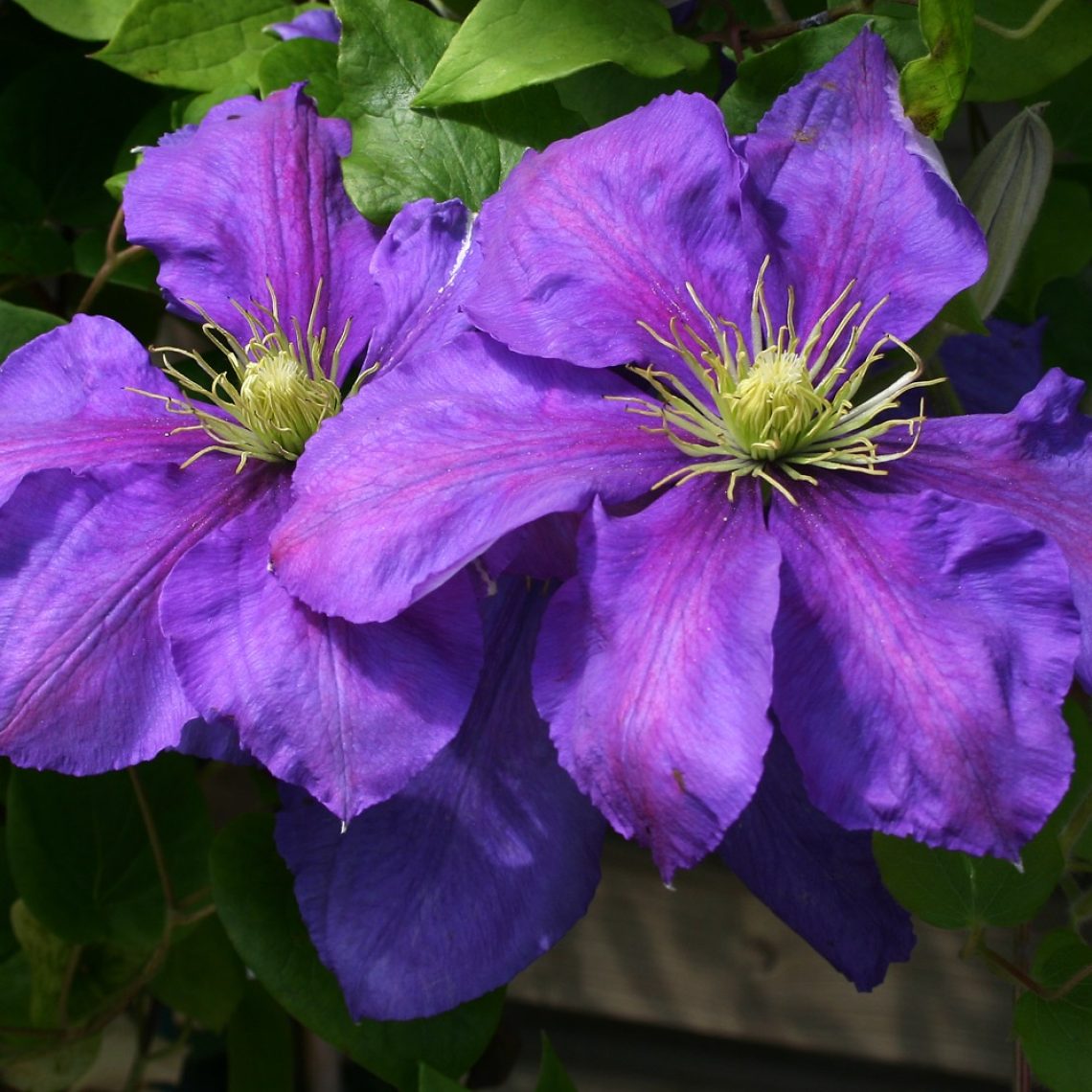 Clematis General Sikorski