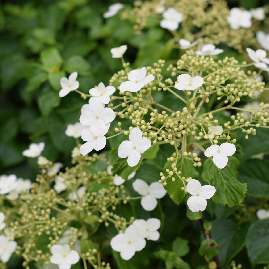 hydrangea petiolaris climbers