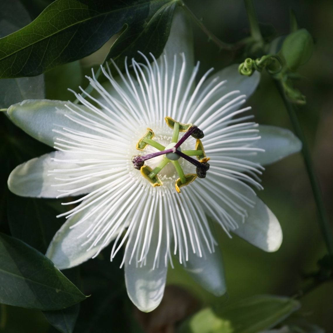 Passiflora Snow Queen