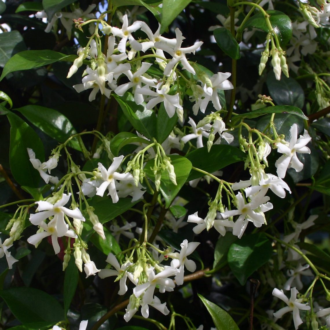 Trachelospermum Jasminoides 