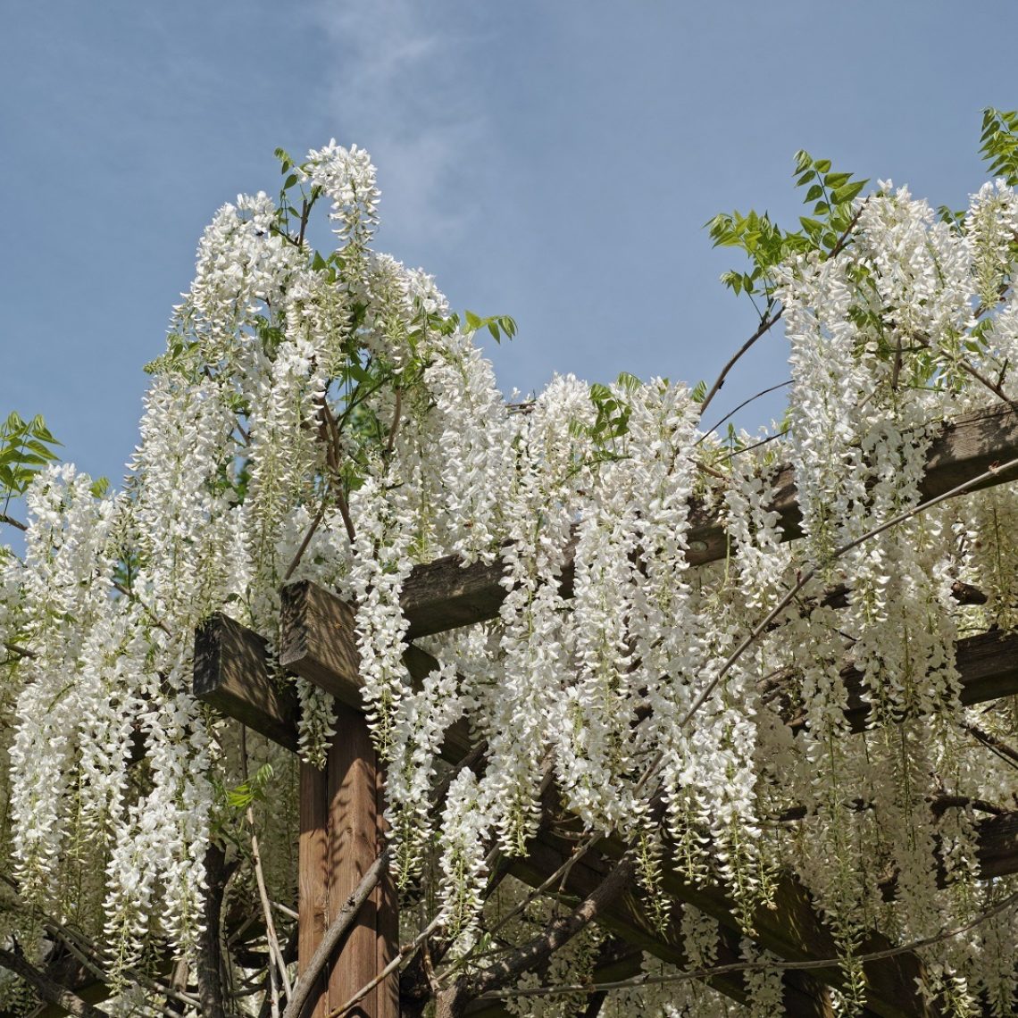 Wisteria sinensis Alba
