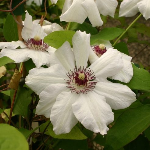 Clematis Miss Bateman