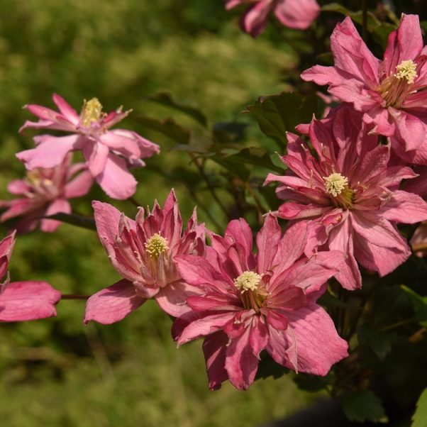Lonicera Strawberries & Cream