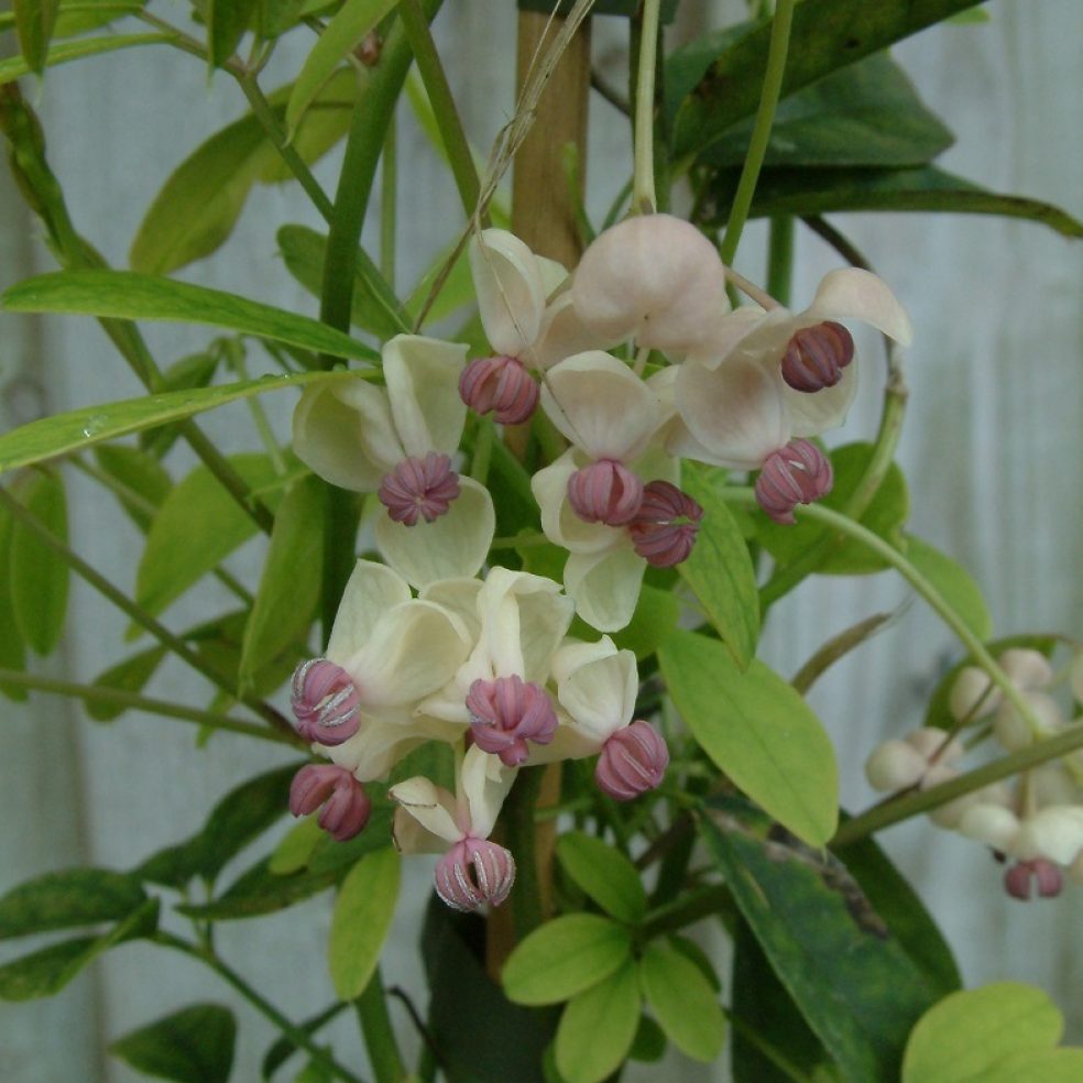 Akebia quinata cream form