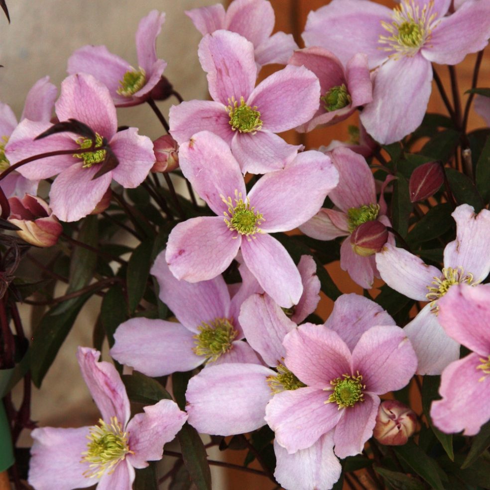 Clematis Pink Perfection Frame
