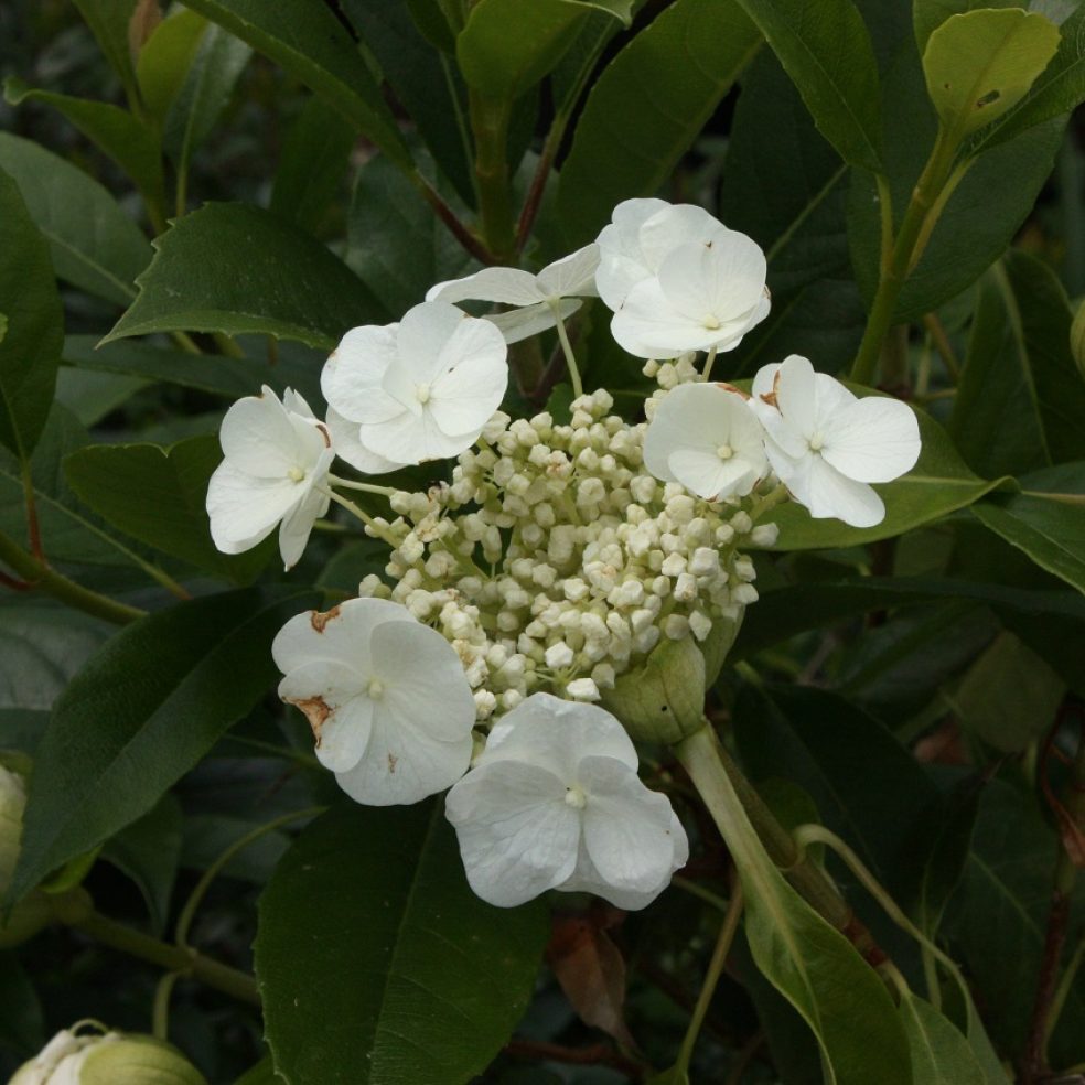 Hydrangea seemannii
