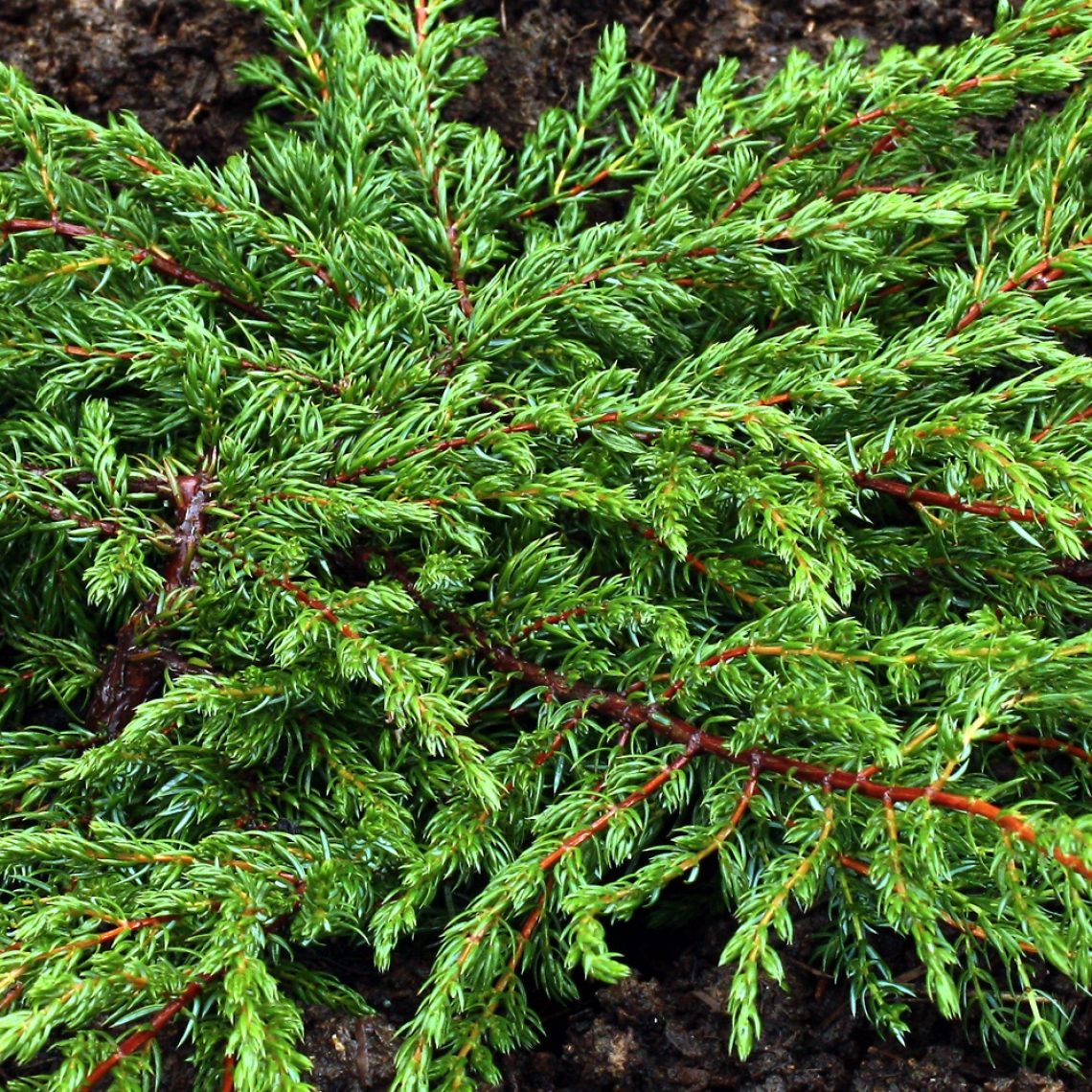 Juniperus communis Repanda