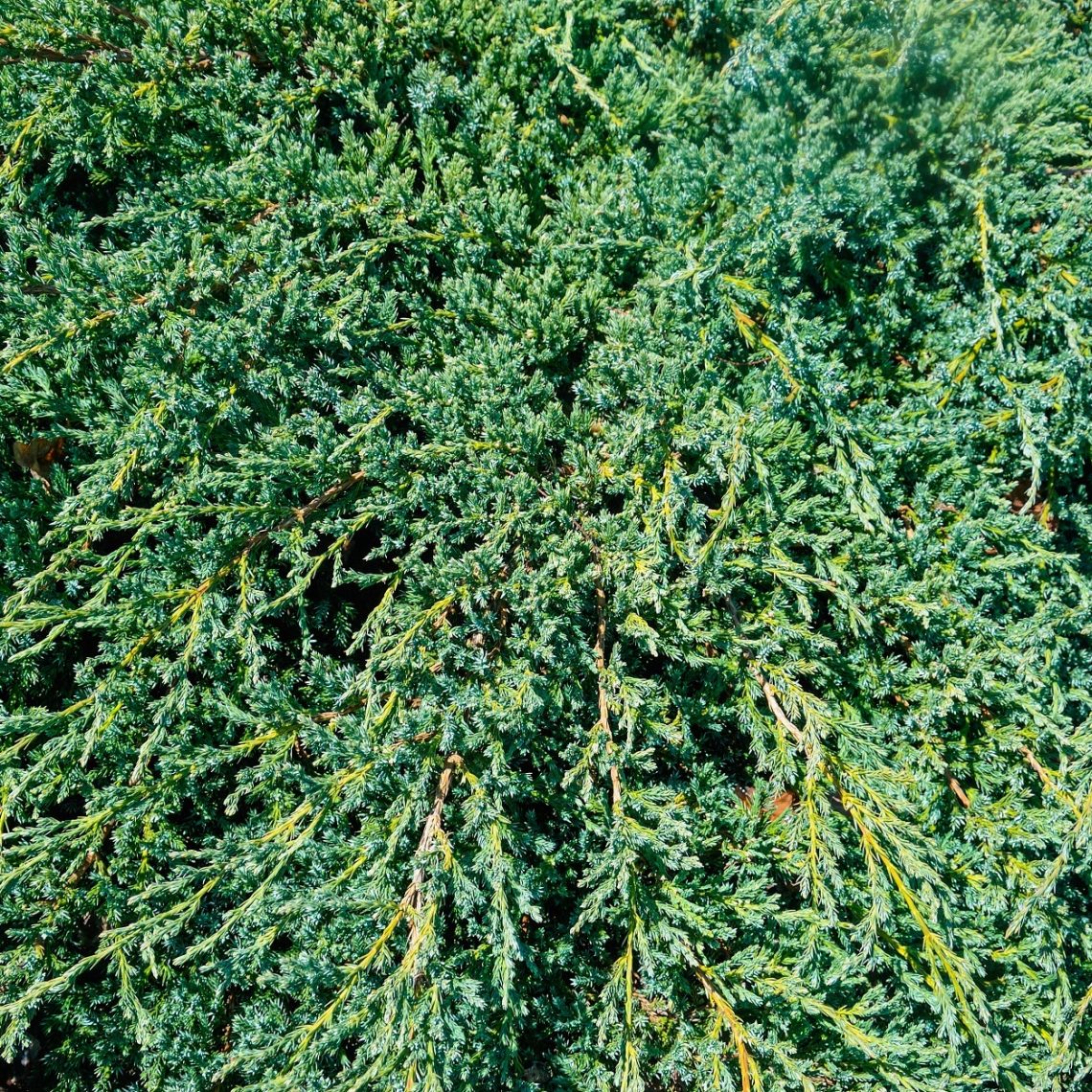 Juniperus squamata Blue Carpet AGM