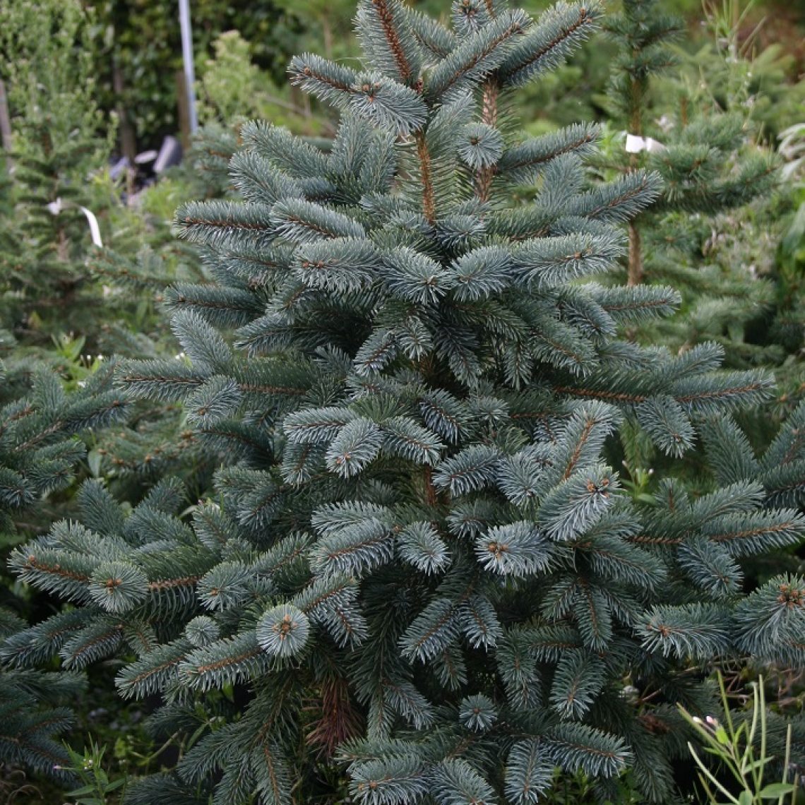Picea pungens Oldenburg