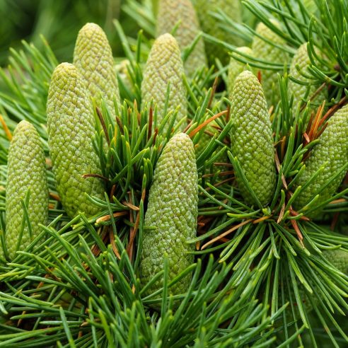 現品 ネズ ネズミサシ コニファー 特大苗 4mほど 山採り 現品 ネズ