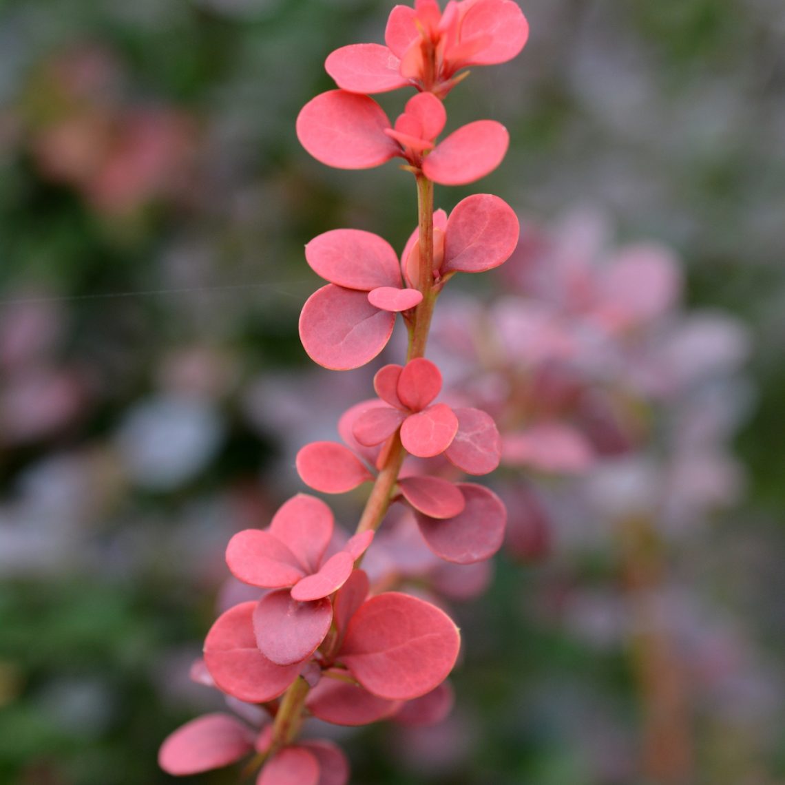 Berberis thun. Red Pillar
