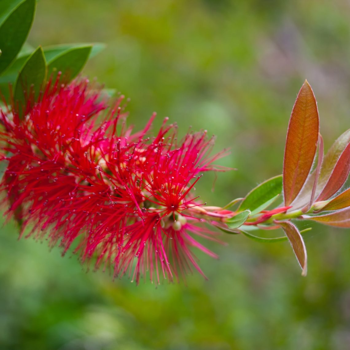 Callistemon Laevis Fiche Techniquenull