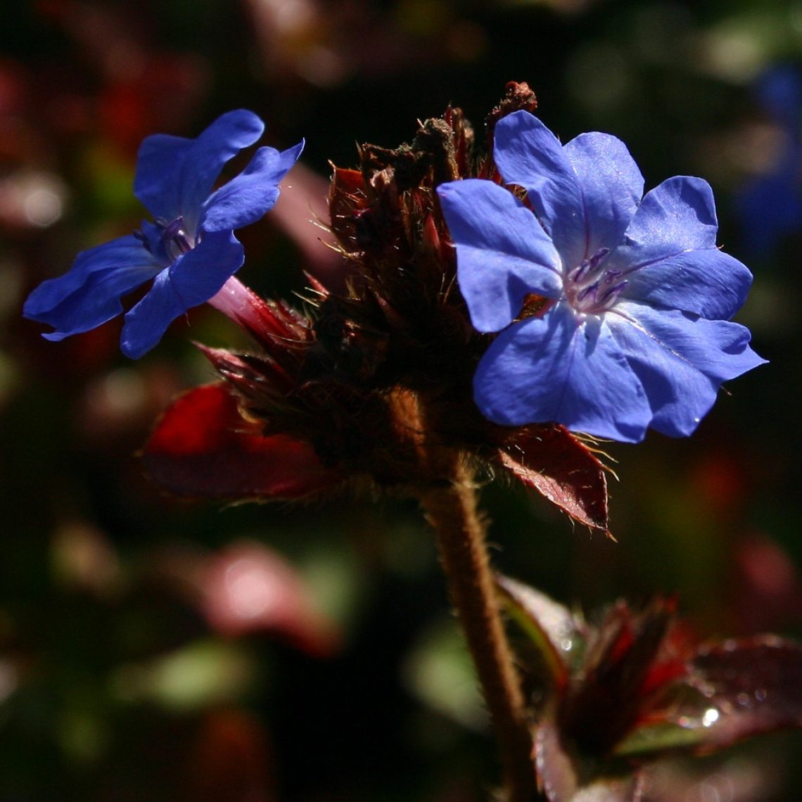 Ceratostigma griffithii