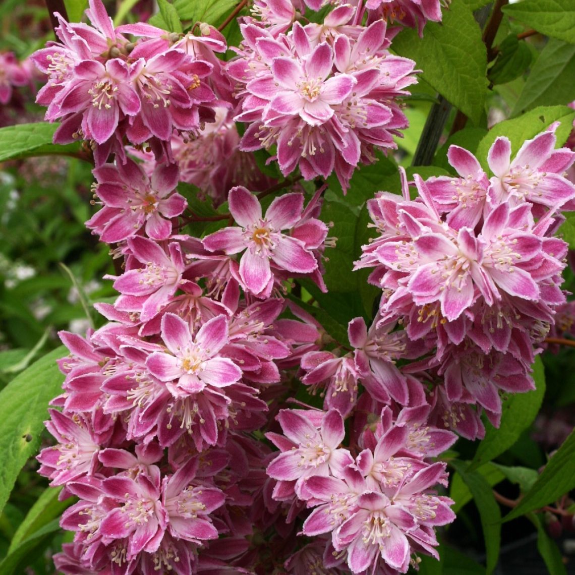 Deutzia Magicien