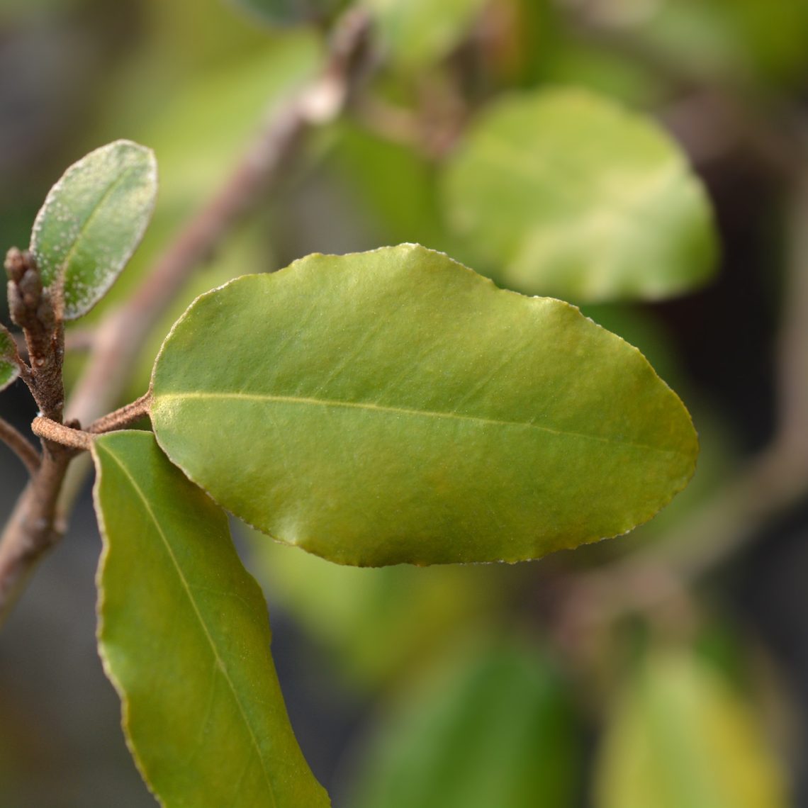 Elaeagnus x ebbingei
