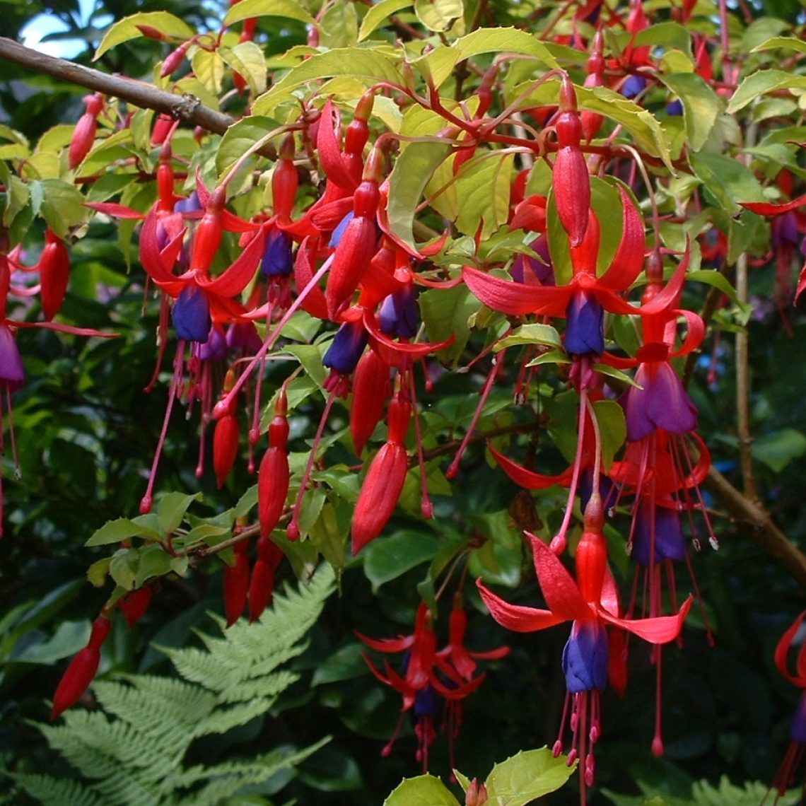 fuchsia-genii